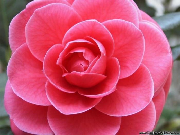 post-43-067042900 1299187131_thumb.jpg