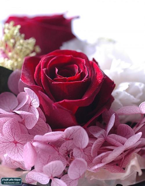 post-2316-006920000 1303132625_thumb.jpg