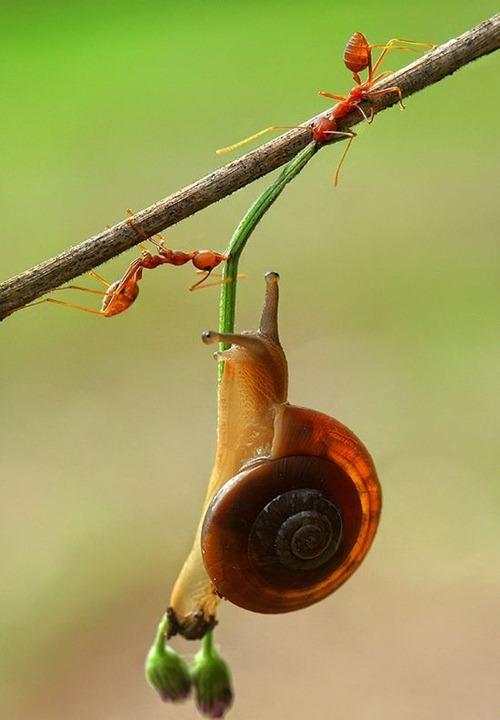 محاولة إنقاذ من نملة 2.jpg