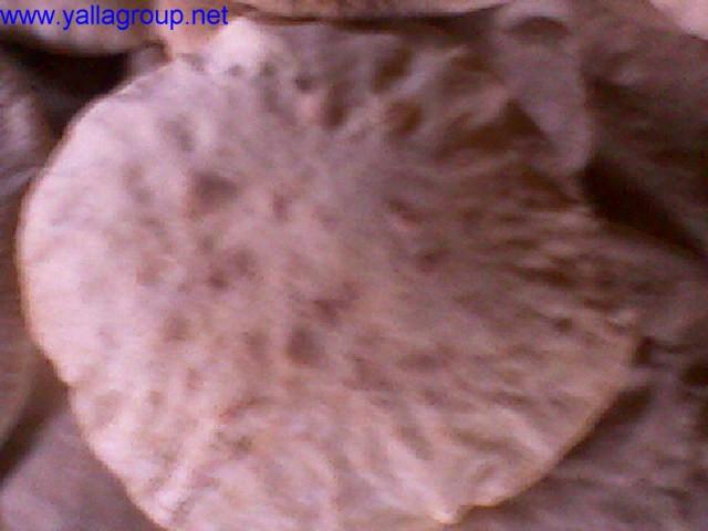 post-2316-081441300 1308575579_thumb.jpg