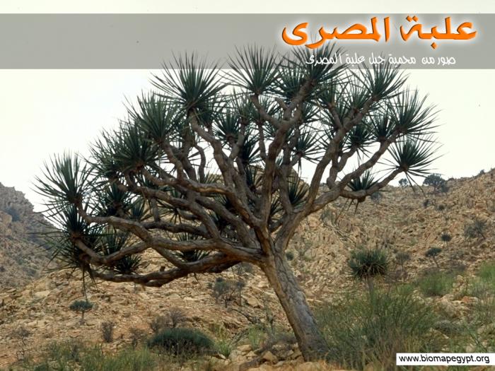 post-79249-003461200 1287250993_thumb.jpg