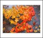 post-82858-035173900 1290459549_thumb.jpg