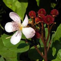 post-82858-099630600 1290459798_thumb.jpg